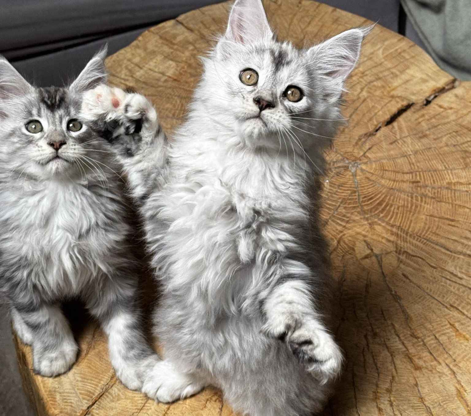 Maine Coon majestueux