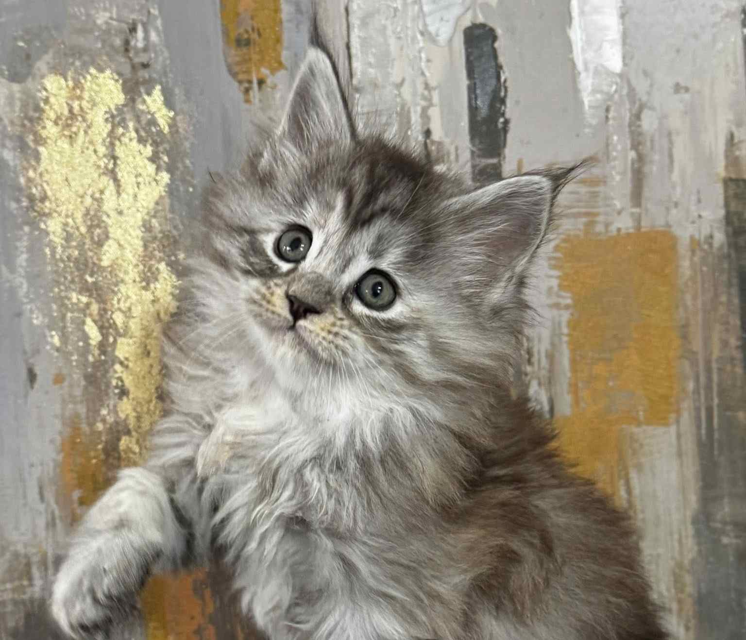 chaton Maine Coon à l’élevage