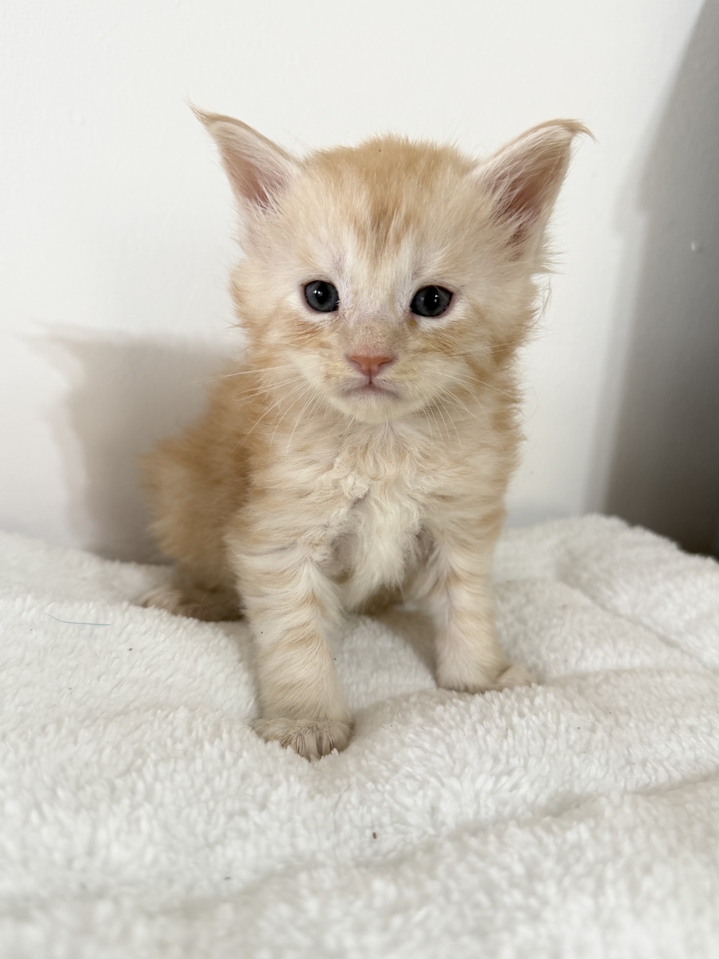 Mâle red tabby non polydactile