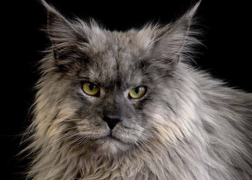 Reproducteur Maine Coon - Orion